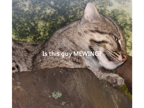 Save the fishing cats/PFP ideas