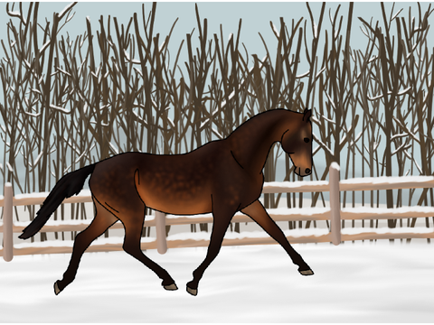 Welcoming our newest breeding stallion