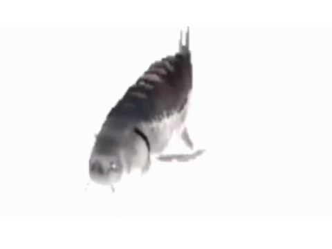 the ultimate spinning fish simulator