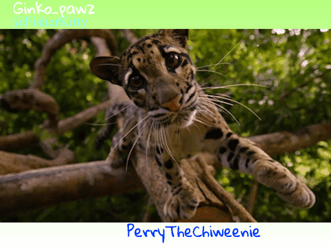 Remix and sign to help save Clouded Leopards ! remix remix