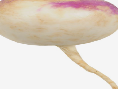 TURNIP