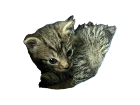 Read Description