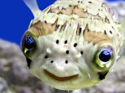 I am a fish