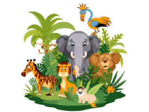 Animal Safari