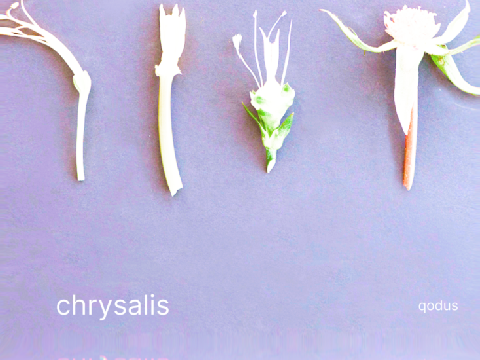 chrysalis #music