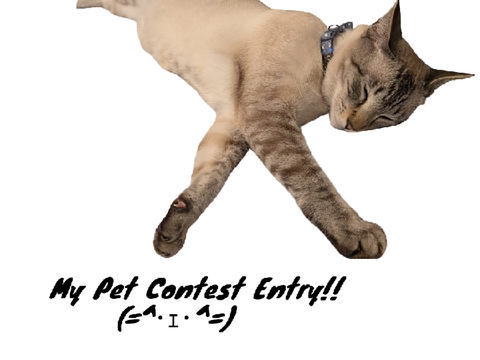 Pet contest Entry/ Pics of My cat