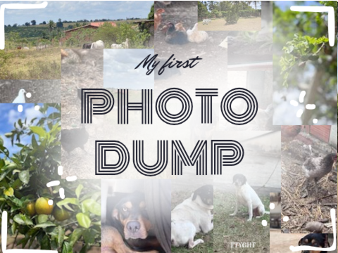 ◇•vacation photo dump!•◇