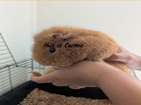 Make Carmie Famous!