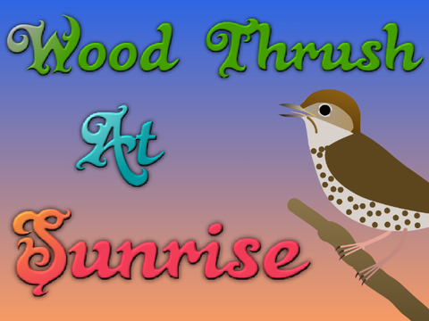 Wood Thrush at Sunrise