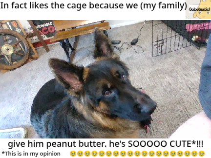 my cute dog. awwww...
