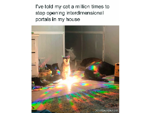 Cat Memes