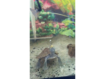 myturtlebespoiledhelp