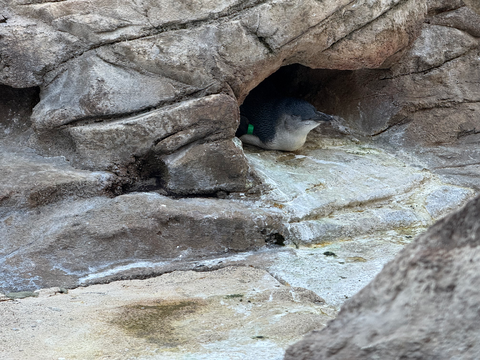 Peak Penguin Pictures
