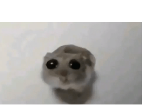 random memes sad hamster and more