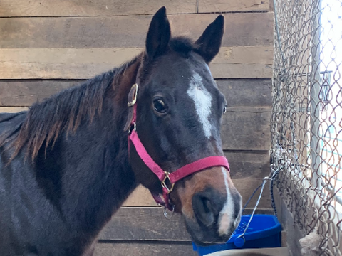 I have a HORSE!!!!!