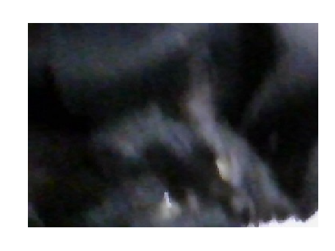 Shadow <3