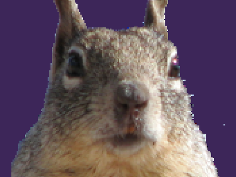Squirrel Tales