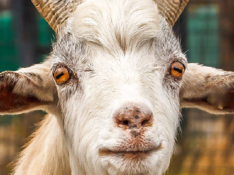 BAAA