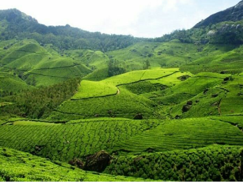 Munnar/ a poem