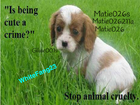 Sign to STOP the ANIMAL CRUELTY!! 