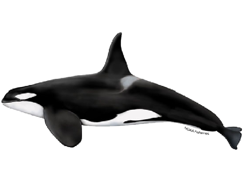 Killer Whale Sounds