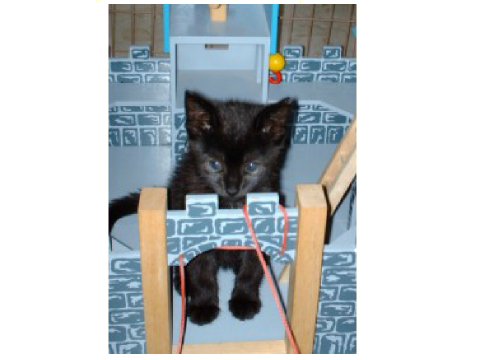My cat when she was a kitten