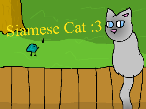 Siamese Cat :3