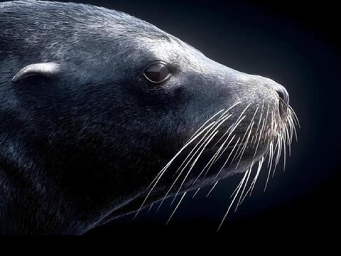Selkie Stories || A Poem || Entry