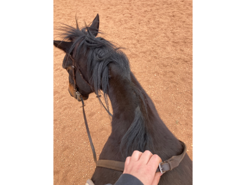 Lil' Horse-Life Update