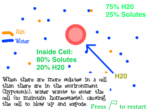 Osmosis Diagram