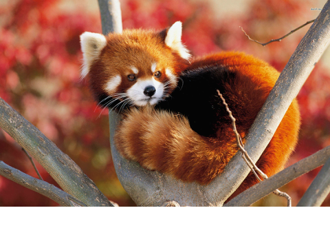 Red Pandas!