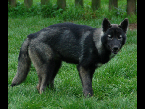 Pack of Dogs RP Bio
