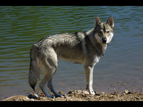 Tamaskan Dogs!!!