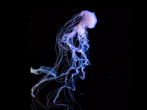 Jellyfish || A Poem