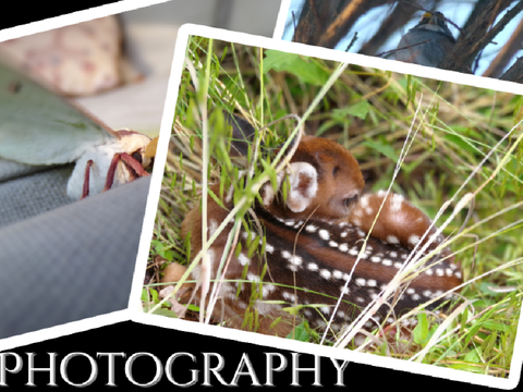 Photography