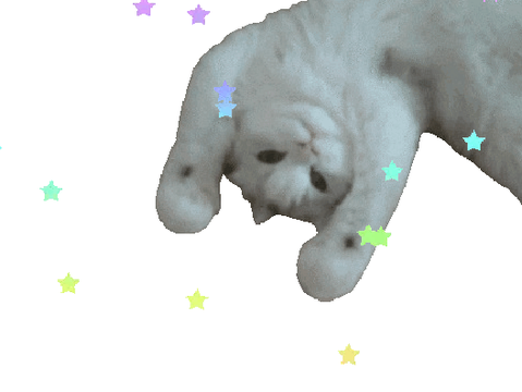 cat animation
