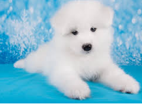 my dog!!