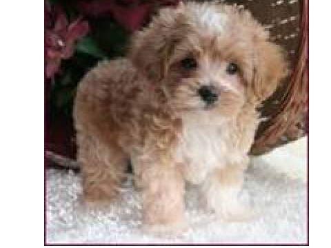 My other dog!!!!!