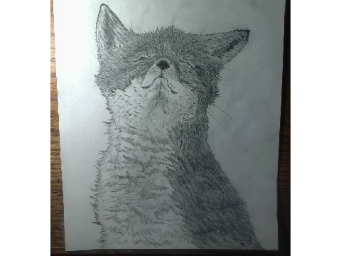 Theo the fox