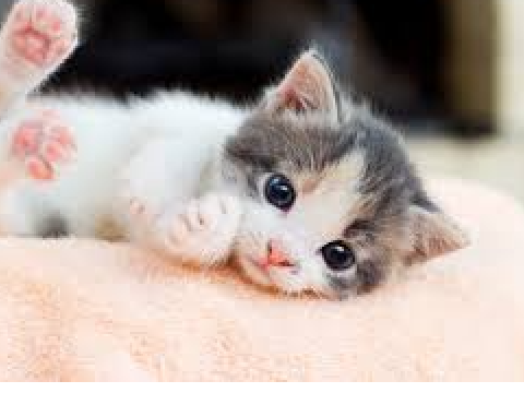 my cat!!! 