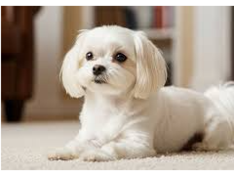 My other dog!!!!!