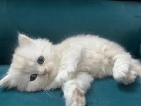 My other cat!!!!!
