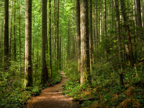 Mystical Forest of Giant Trees and Crazy Mushroom People
