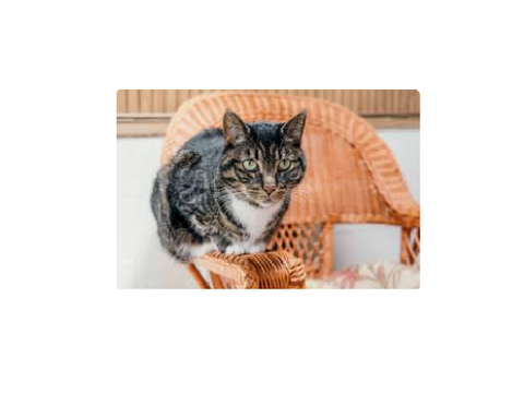 my cat @maddisonsweet
