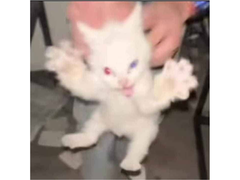 Meow