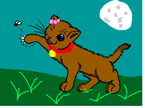 Kitten CCE