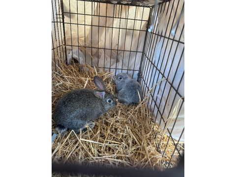 New Bunnies :D