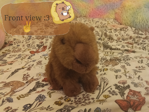 Capybara Poses ✌️
