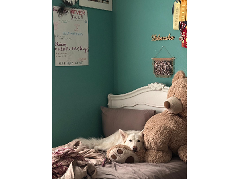 Dog