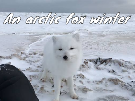 Arctic fox (With snowflakes) remix